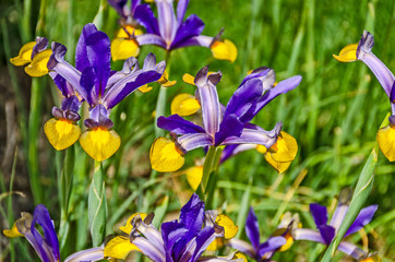 Dutch Iris in Purple and Yellow