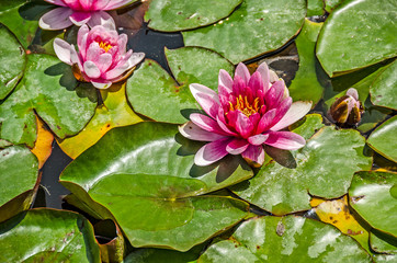 Pink Water Lilies