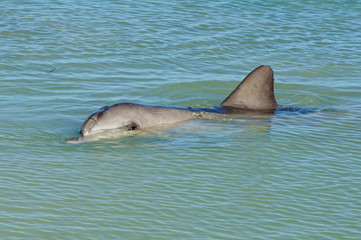 A curious dolphin in the shallow water of the beach - Monkey Mia, WA, Australia