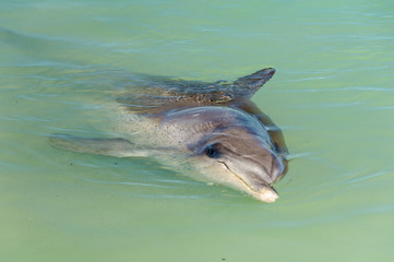 A curious dolphin in the shallow water of the beach - Monkey Mia, WA, Australia