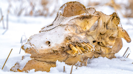 Panorama Close up of an animal skull against a grassy ground blanketed with snow