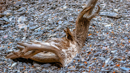 Panorama frame Close up of an old trunk of a dead tree in the forest