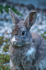 close up of an adorable grey rabbit with some white tint of hair sitting on green grass ground