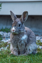 close up of an adorable grey rabbit with some white tint of hair sitting on green grass ground in front of a building wall