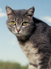 Fototapeta premium A beautiful gray green-eyed cat with black and white stripes sits on the windowsill and looks into the camera.
