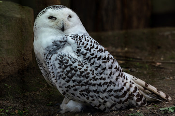 Bright White and Black Plumage on a Female Snowy Owl Against a Dark Background