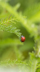 close up of red ladybug crawling on top of Yarrow plant in the garden with blurry green background