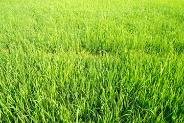 Green rice field