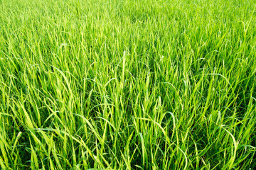Green rice field