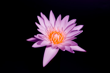 Obraz premium Pink waterlily flower on black background