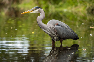 one great blue heron standing on the pond inside park searching for fish to catch