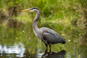 one great blue heron standing on the pond inside park searching for fish to catch - 270716578