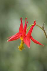 single Red Columbine flower blooming on the branch with blurry background