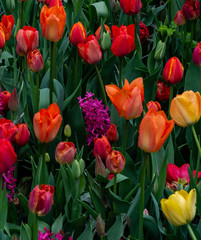 Rainbow of Petals in a Tulip and Hyacinth Garden