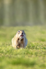 funny gopher looks at the camera with an emotion of shock and contempt