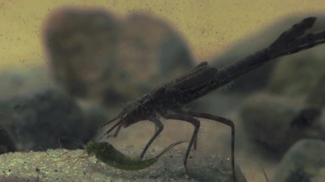 Damselfly hunts mayfly 1132 2