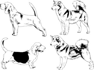 vector drawings sketches pedigree dogs in the racks drawn in ink by hand , objects with no background	