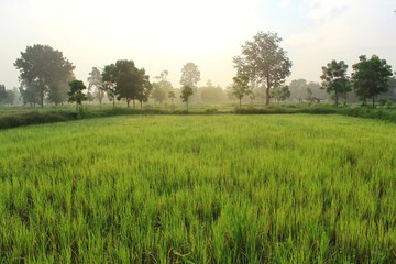 Fototapeta premium green field of wheat