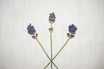 Lavender stems on white linen isolated
