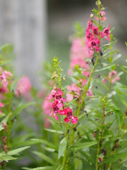 Forget me not red pink flower bouquet beautiful nature