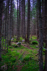 Inside of mystic forest