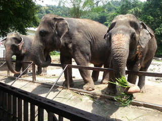 Fototapeta premium elephant in the zoo