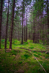 Inside of the wild forest