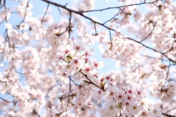 Cherry Blossoms during Spring in Seoul, Korea, Sakura season, selective focus