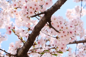Cherry Blossoms during Spring in Seoul, Korea, Sakura season, selective focus
