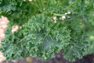 Edible kale leaves while flowering, changing their shape. Kale flowers not showing. These are the transformed, bitter leaves still growing on bolting kale.