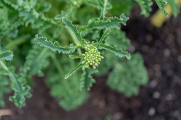 Close up, top view of an edible kale bud, about to flower (bolting), to form seeds as a biennial vegetable. Gardening hobby for seed saving.
