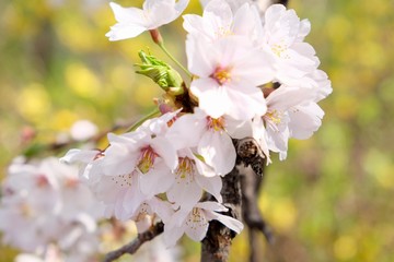 Cherry Blossoms during Spring in Seoul, Korea, Sakura season, selective focus