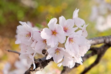 Cherry Blossoms during Spring in Seoul, Korea, Sakura season, selective focus