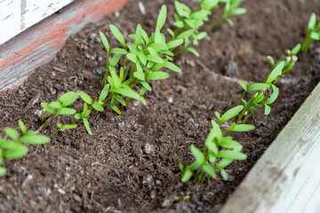 Close up of cilantro (coriander) seedlings, sprouting as microgreens, in a row, in a garden planter, using compost soil.