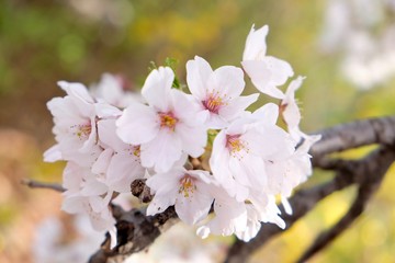 Obraz premium Cherry Blossoms during Spring in Seoul, Korea, Sakura season, selective focus