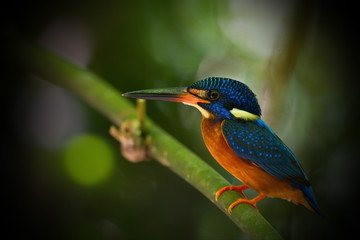 Blue-Eared Kingfisher