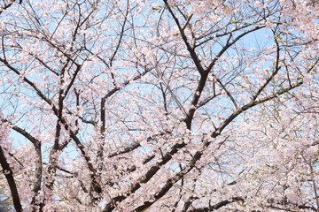 Cherry Blossoms during Spring in Seoul, Korea, Sakura season, selective focus