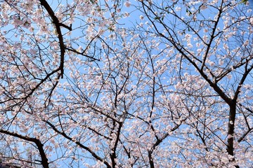 Cherry Blossoms during Spring in Seoul, Korea, Sakura season, selective focus