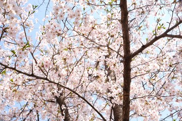 Cherry Blossoms during Spring in Seoul, Korea, Sakura season, selective focus