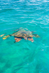 Turtle in the water