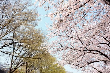 Cherry Blossoms during Spring in Seoul, Korea, Sakura season, selective focus