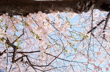 Cherry Blossoms during Spring in Seoul, Korea, Sakura season, selective focus