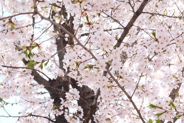 Cherry Blossoms during Spring in Seoul, Korea, Sakura season, selective focus