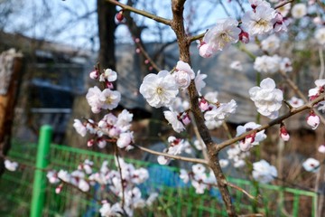 Cherry Blossoms during Spring in Seoul, Korea, Sakura season, selective focus