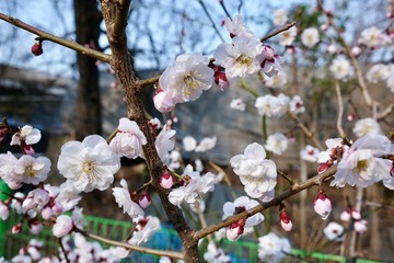 Cherry Blossoms during Spring in Seoul, Korea, Sakura season, selective focus