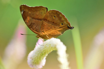 close-up details of brown butterflies in the wild with a blurry background. butterflies on the flowers