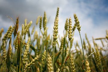 Obraz premium The ears of corn against the sky