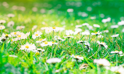 little daisy blooming on green fields backgrounds