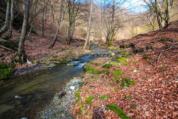 River at the spring in forest
