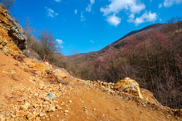 Road in the forest at the spring
